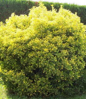 Euonymus Jap. Aureomarginatus / Fusain Aureomarginata