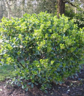 Euonymus Japonicus / Fusain Vert Du Japon