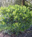 Euonymus Japonicus / Fusain Vert Du Japon