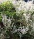Fallopia Baldschuanica / Renouée de Turkestan