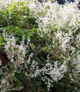 Fallopia Baldschuanica / Renouée de Turkestan