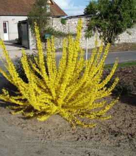 Forsythia Intermedia Lynwood
