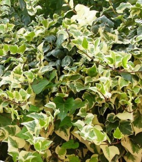 Hedera Gloire de Marengo / Lierre Gloire de Marengo