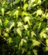 Hedera Helix Goldheart / Lierre Goldheart