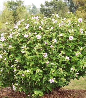 Hibiscus Syriacus Hamabo / Althea Hamabo