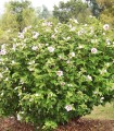 Hibiscus Syriacus Hamabo / Althea Hamabo