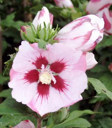 Hibiscus Syriacus Hamabo / Althea Hamabo