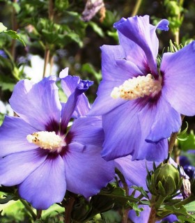 Hibiscus Syriacus Oiseau Bleu / Althea Oiseau Bleu