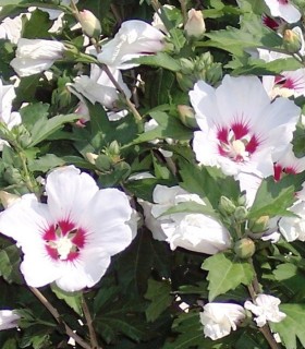 Hibiscus Syriacus Red Heart / Althea Red Heart