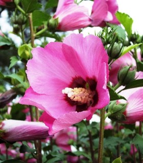 Hibiscus Syriacus Woodbridge / Althea Woodbridge