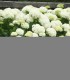 Hydrangea Arborescens Annabelle / Hortensia Annabelle