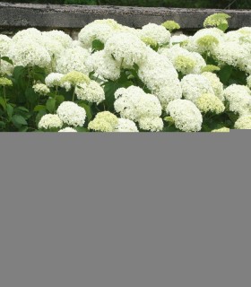 Hydrangea Arborescens Annabelle / Hortensia Annabelle