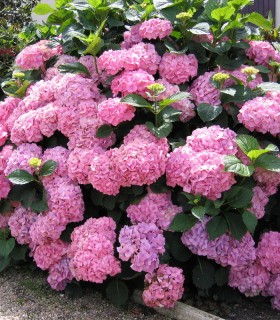 Hydrangea Macrophylla Rose / Hortensia Rose