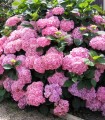Hydrangea Macrophylla Rose / Hortensia Rose
