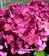 Hydrangea Macrophylla Rouge / Hortensia Rouge