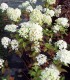 Hydrangea Paniculata Grandiflora / Hortensia Grandiflora