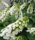 Hydrangea Quercifolia Snow Quéen / Hortensia à feuilles de Chene
