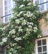 Hydrangea Petiolaris / Hortensia Grimpant