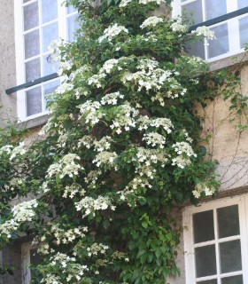 Hydrangea Petiolaris / Hortensia Grimpant