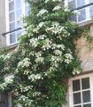 Hydrangea Petiolaris / Hortensia Grimpant