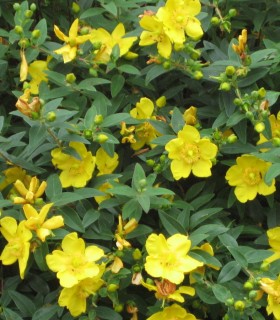 Hypericum Hidcote / Millepertuis Hidcote