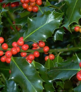 Ilex Aquifolium / Houx Vert (Commun)