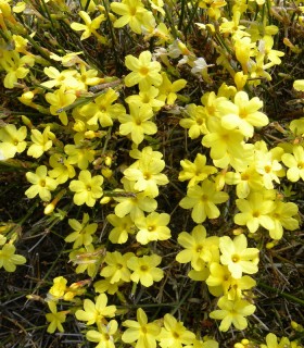 Jasminum Nudiflorum / Jasmin Nudiflorum (D'Hiver)