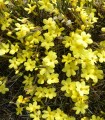 Jasminum Nudiflorum / Jasmin Nudiflorum (D'Hiver)