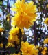 Kerria Japonica Pleniflora / Corete Du Japon Fleurs Doubles