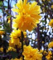 Kerria Japonica Pleniflora / Corete Du Japon Fleurs Doubles