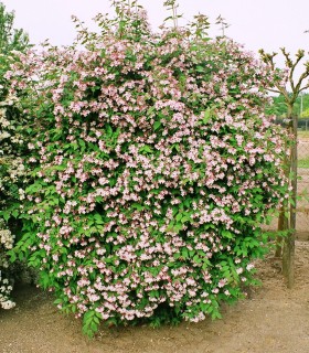 Kolkwitzia Amabilis