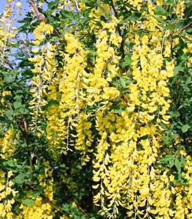 Laburnum Anagyroides / Cytise