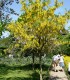 Laburnum Anagyroides / Cytise Commun