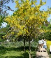Laburnum Anagyroides / Cytise Commun