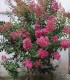 Lagerstroemia Indica / Lilas Des Indes Fleurs Rouges