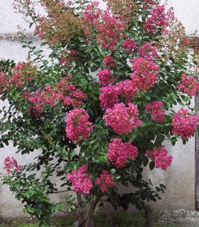 Lagerstroemia Indica / Lilas Des Indes Fleurs Rouges