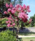 Lagerstroemia Indica / Lilas Des Indes Fleurs Rouges