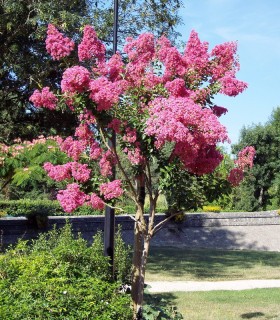 Lagerstroemia Indica / Lilas Des Indes Fleurs Rouges