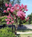 Lagerstroemia Indica / Lilas Des Indes Fleurs Rouges