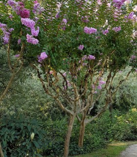 Lagerstroemia Violet / Lilas Des Indes Violet
