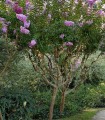 Lagerstroemia Violet / Lilas Des Indes Violet