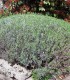 Lavandula Intermedia Dutch / Lavande Dutch Lavander