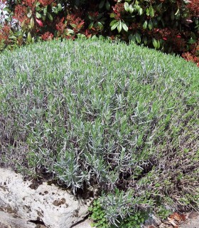 Lavandula Intermedia Dutch / Lavande Dutch Lavander