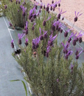 Lavandula Stoechas Pedunculata / Lavande Papillon