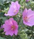 Lavatera Rosea / Lavatere