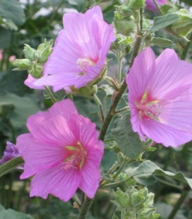 Lavatera Rosea / Lavatere
