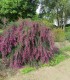 Lespedeza Thunbergii / Desmodium