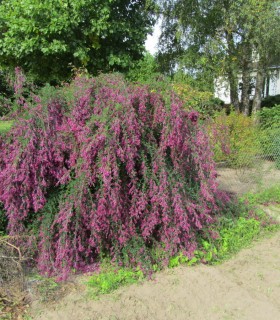Lespedeza Thunbergii / Desmodium