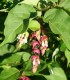 Leycesteria Formosa / Arbre à faisans