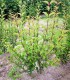 Ligustrum Japonicum / Troene Du Japon